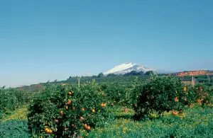 Orangenhänge auf Sizilien mit dem Vulkan Ätna im Hintergrund
